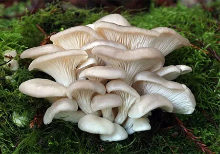 有机牡蛎蘑菇