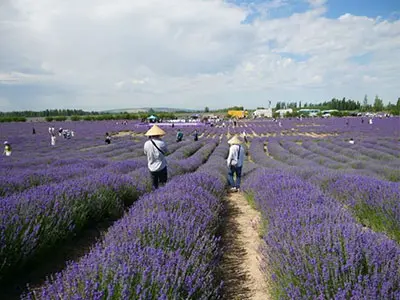 华丽的薰衣草农场在中国西北部，新作物收获很快在一周内开始。