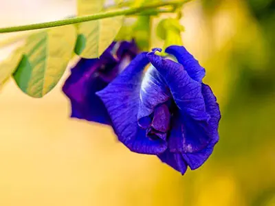 食品工业的一个重要里程碑-Fda批准蝴蝶豌豆花的天然蓝色食品颜色。