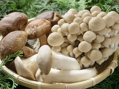 蘑菇作为维生素d补充剂的作用