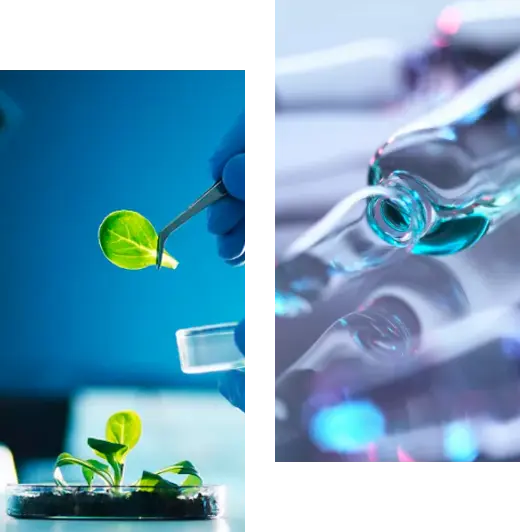 大黄提取物可用规格