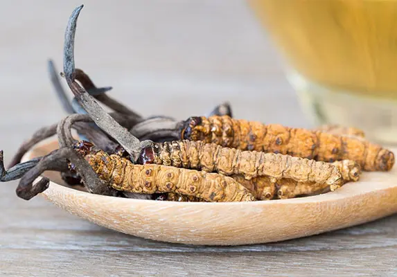 冬虫夏草批发供应商