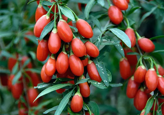 有机枸杞果汁粉