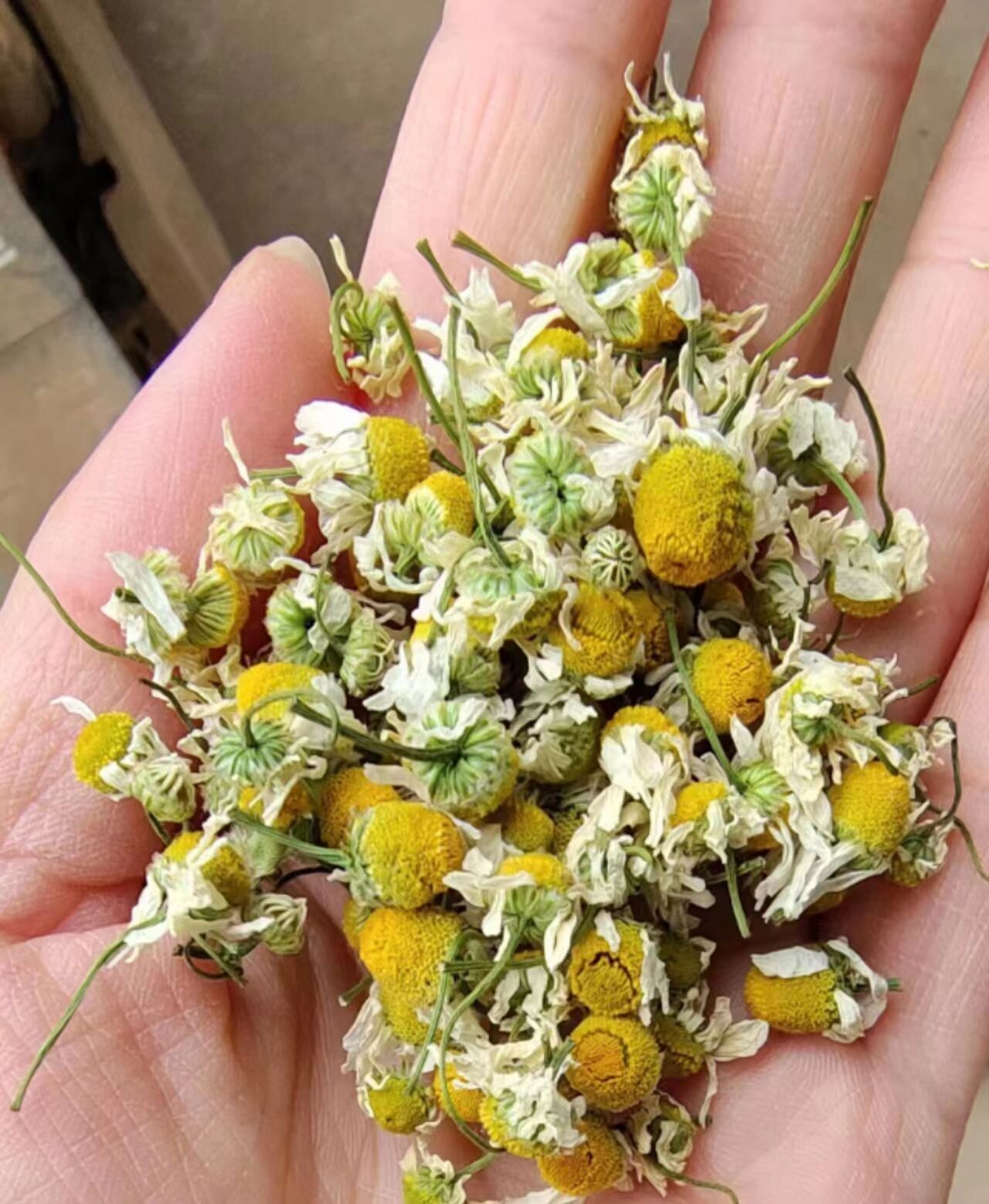 Botanical Extract Supplier Chamomile Display