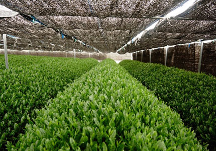 有机礼仪级抹茶粉