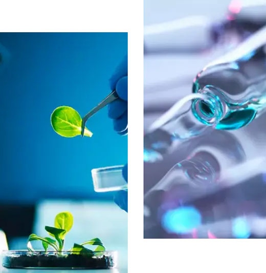 玛咖提取物VS玛咖粉