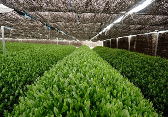 有机礼仪级抹茶粉