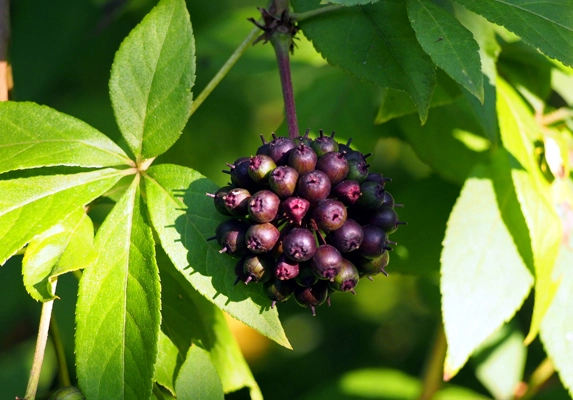 有机刺五加根切片