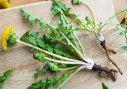 有机蒲公英提取物