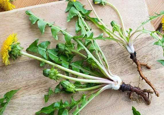 有机蒲公英提取物