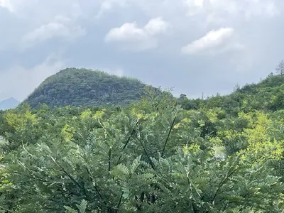 槐花提取物: 过敏和皮肤刺激的草药解决方案