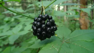 与西伯利亚人参提取物批发供应商合作的好处