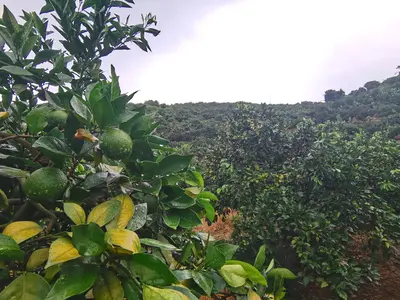 通过利用柑橘提取物提高动物生产的可持续性