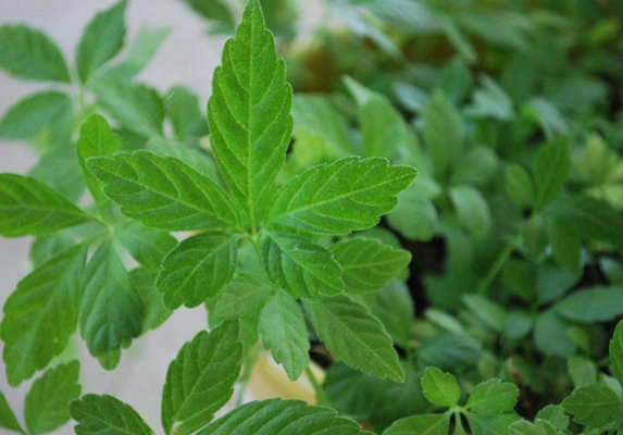 角骨蓝草本粉02