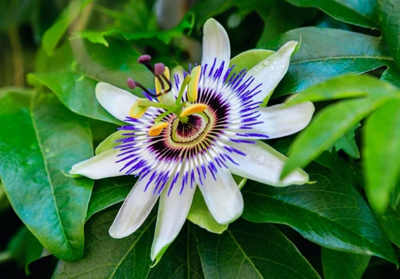 有机百香花粉02