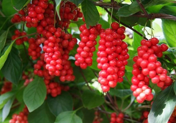 有机五味子果粉02