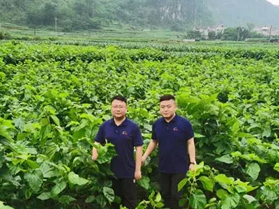 ACE生物技术在桑叶产地的应用