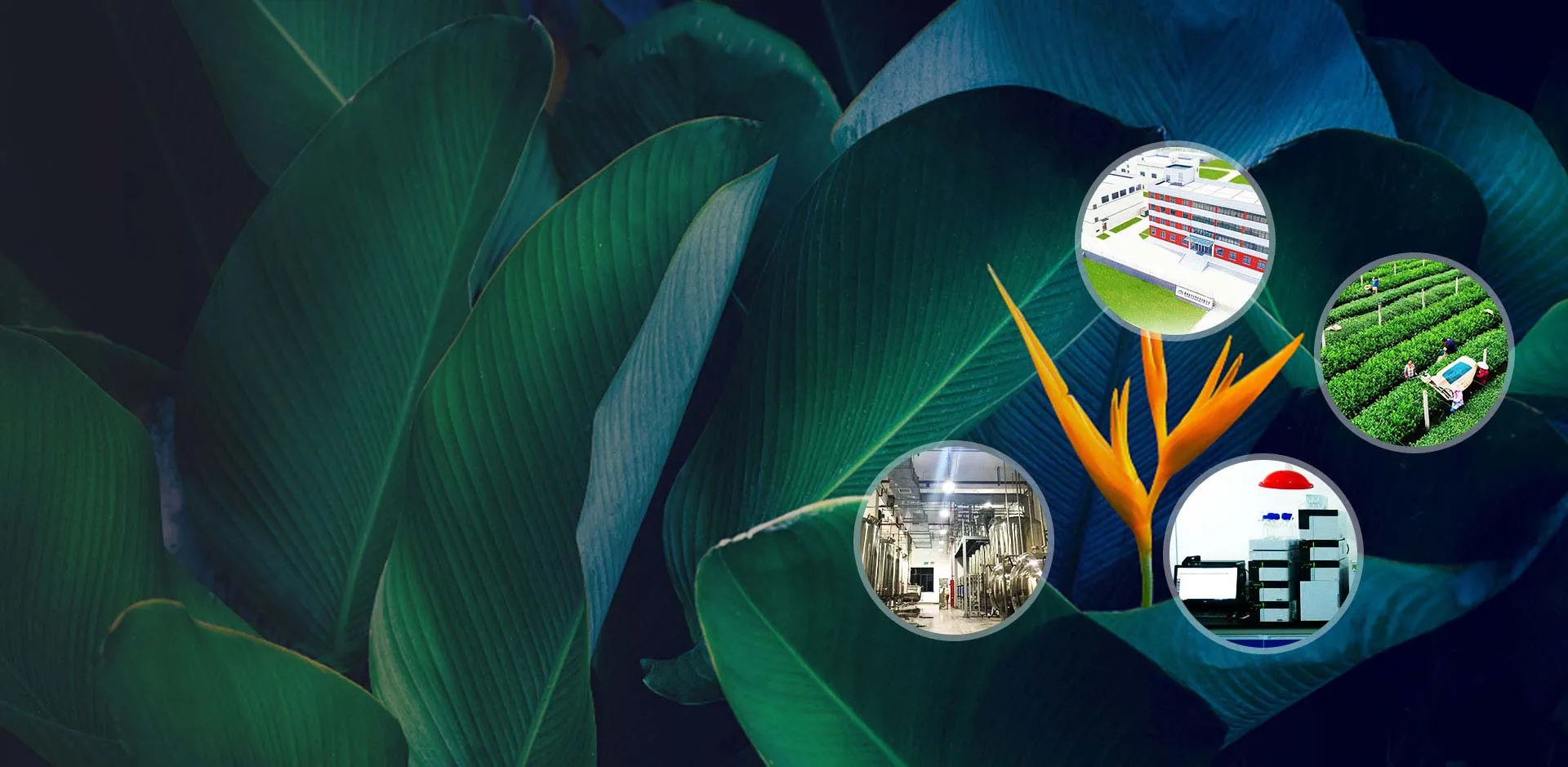 天然成分的专业制造商