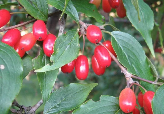 cornus extract